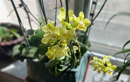 家里的兰花盛开