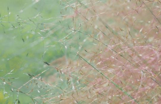 丽霞即将在2020年到来