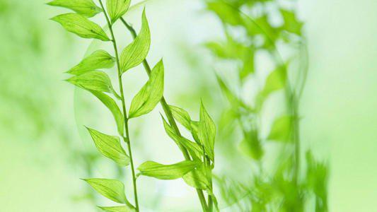 请喜欢由编辑编辑的描述家庭和家庭的句子