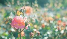 读了让人心静的句子