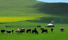 赞美草原的句子