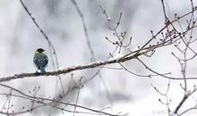 关于二十四节气小寒的诗句 小寒节气的优美诗词