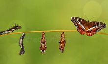 成长蜕变的励志的句子