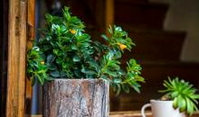 开心感叹的短句子说说心情