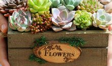 春节玩的开心的句子