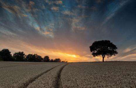 我买了一个鸡蛋