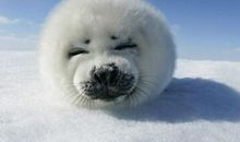 幽默搞笑的句子：每次吵完架都觉得没发挥好，想再吵一遍