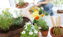 晒养花开心的经典句子