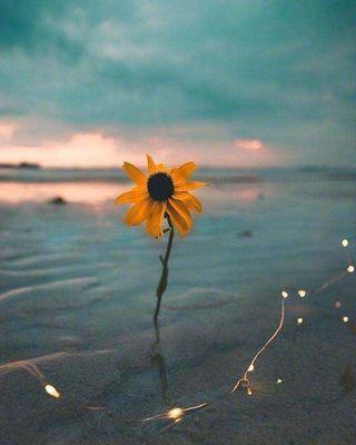 这颗星守护着月亮