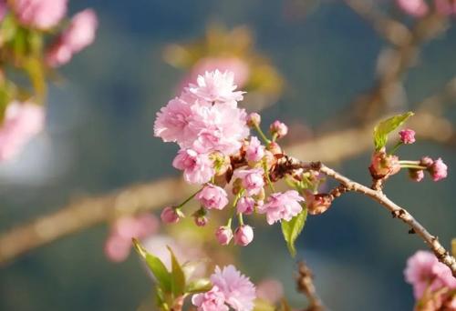 编辑整理了一些有关三月晚安的句子