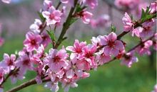 描写梅花的优美句子