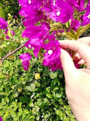 以下是小编为您编制的一些野花