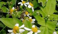 赞美路边的野花的说说