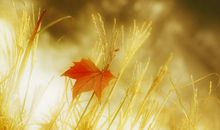 人生坎坷感悟的句子