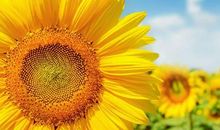 祝夫妻旅游开心的句子说说心情