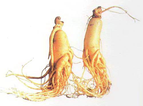 人参是补气和补气的好选择