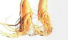 人参广告语大全