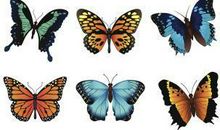 关于蝴蝶的优美句子