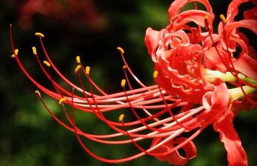 Manjusahua的美丽是奇wonder