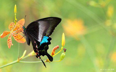 我认为芙蓉花中的童话故事