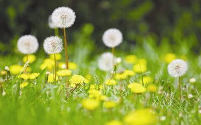 有毒的阳光没有对这个可爱的小精灵表现出任何怜悯