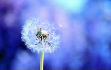 像朝代的大臣一样