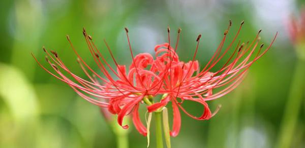 死亡和分离的不祥之花