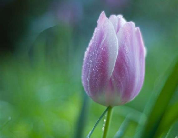    关于郁金香的漂亮句子  1