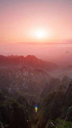 但在同一棵树上