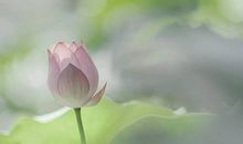 心静才发现句子