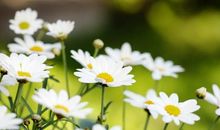 唯美温暖的句子关于亲情