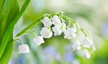 抒发亲情的优美句子