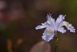 编辑已经整理了一些有关永远描述家庭之爱的句子