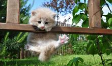 调皮开心的句子