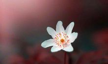 亲情句子表达心情短语