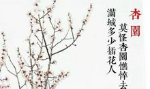 赞美杏花的诗句