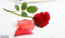 七夕情人节表白语