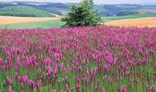 天气降温感人胡问候短信