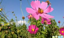 描写春天和赞美春天的句子