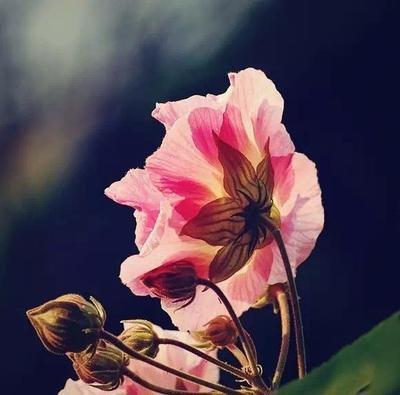 用琵琶演奏东风的一首歌