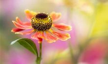 关于疫情阳光总在风雨后的感悟