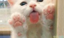 皮到没朋友的句子