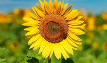 销售早安问候语 销售励志的早安朋友圈说说