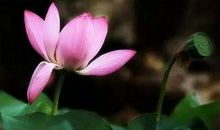 用莲花形容心静的句子