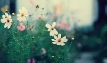 痛到心碎唯美的句子