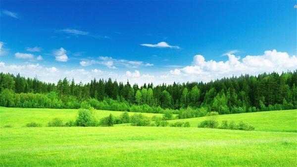 哪朵花没有香气