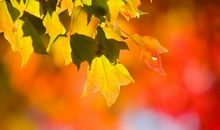 借秋抒情的句子