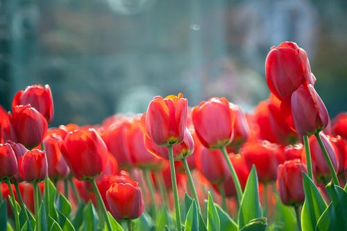 请享受由编辑组织的母亲节快乐的祝福