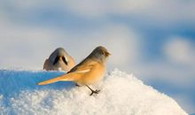 形容冬天出游的开心句子