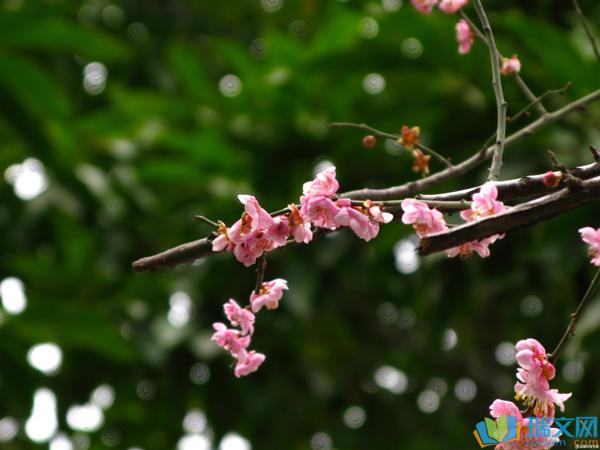 在农历的二月份